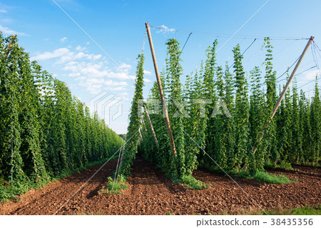 Hop Field Before Harvest. Czech Republic. 38435356