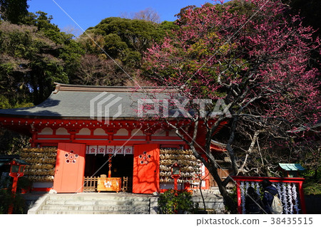 二月鎌倉428冷紅梅花上的玫瑰圖案天神神社 38435515