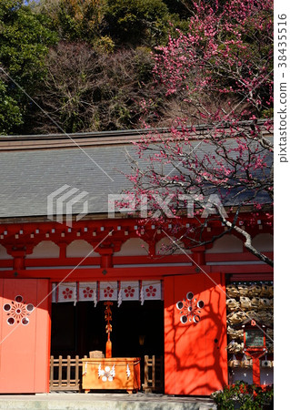二月鎌倉429冷紅梅花上的玫瑰花紋天神神社 二月鎌倉429冷紅梅花上的玫瑰花紋天神神社 38435516