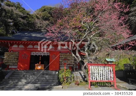 二月鎌倉432冷紅梅花上的玫瑰圖案天神神社 38435520
