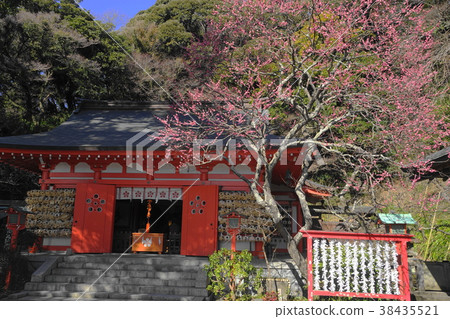 二月鎌倉433冷紅色豐滿綻放荏圖案神社 38435521
