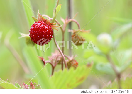 Wild strawberries - forest products 38435646