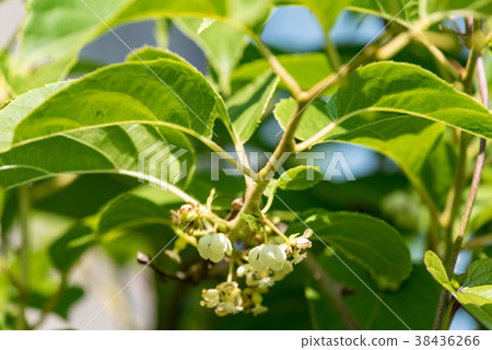 Salunashi Flower(Baby Kiwi) Salunashi Flower(Baby Kiwi) 38436266