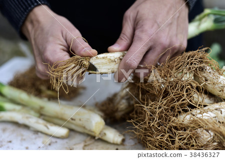 man cutting calcots, onions typical of Catalonia man cutting calcots, onions typical of Catalonia 38436327