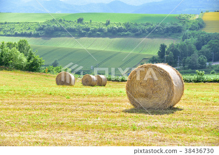 Biei-cho summer landscape 38436730