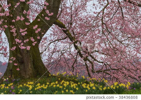 One cherry tree in full bloom 38436808