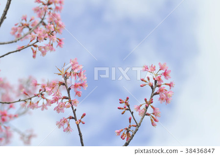 wind himalayan cherry or prunus cerasoides ,sakura 38436847