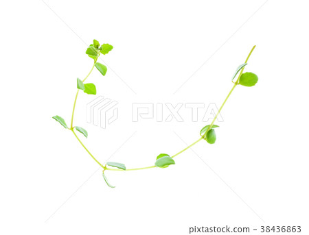 Dave plant leaves isolated on white background Dave plant leaves isolated on white background 38436863