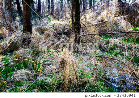 Awakening Nature in the forest Awakening Nature in the forest 38436941