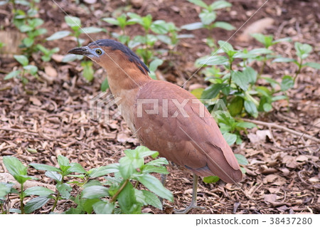 黑冠麻鷺 38437280