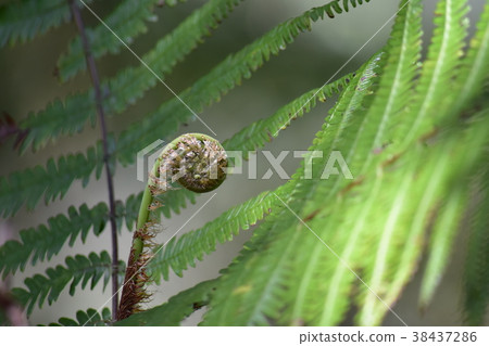 蕨類幼芽 38437286