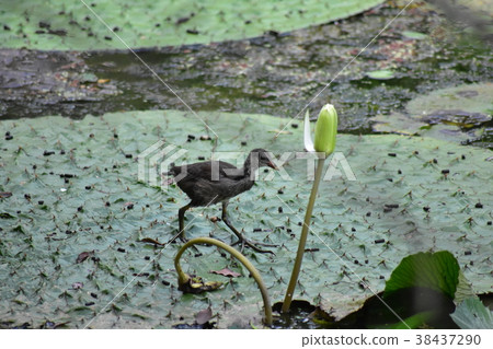 紅冠水雞幼鳥 38437290