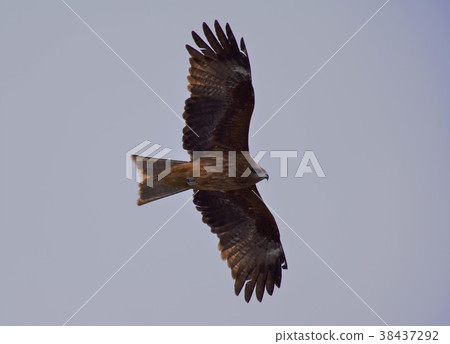 黑鳶 黑鳶 38437292