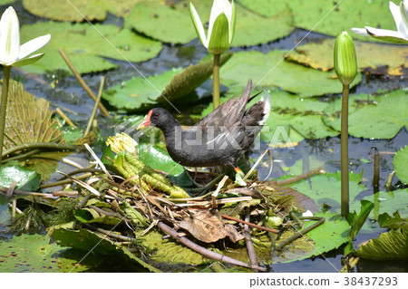 紅冠水雞 紅冠水雞 38437293