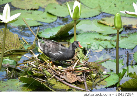 紅冠水雞 38437294