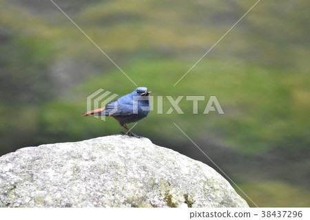 鉛色水鶇 38437296