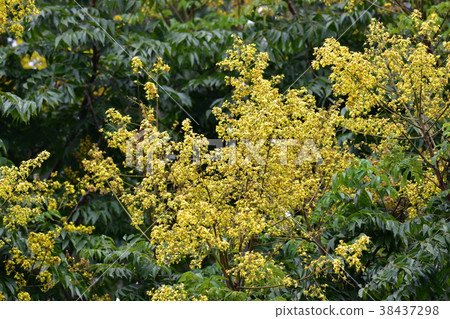 Taiwan eucalyptus flower 38437298
