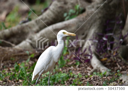Yellow-headed heron 38437300