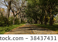 森林步道 38437431
