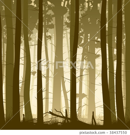 Misty coniferous forest from inside. 38437550