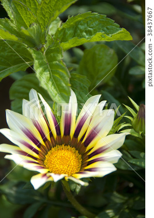 Colorful,garden,flower,petal,flowering,plant,foliage,special,special,closeup 38437667