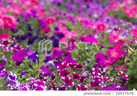 牽牛花,紅色花,多彩,庭院,種植,花園,花,花瓣,開花,植物,葉子,特別的 38437676