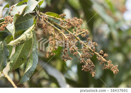 Disease Mango tree blossoms of Mango flower. 38437691