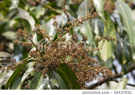 Disease Mango tree blossoms of Mango flower. 38437692