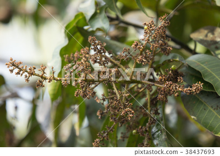 Disease Mango tree blossoms of Mango flower. 38437693