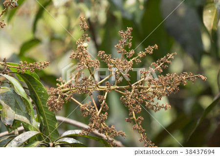 Disease Mango tree blossoms of Mango flower. 38437694
