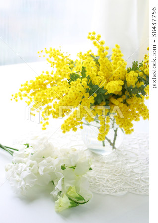 Mimosa Arrangement Stock Photo 38437756 Pixta