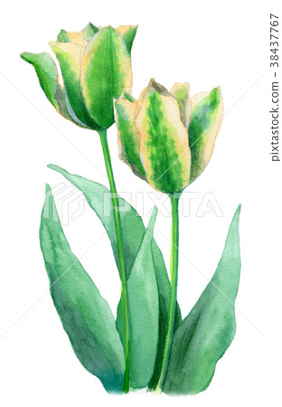 White and green tulips painted by watercolor White and green tulips painted by watercolor 38437767