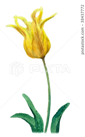 Yellow tulips painted by watercolor 38437772