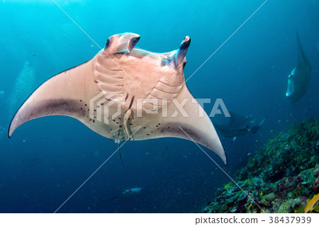 Manta in the blue ocean background portrait 38437939