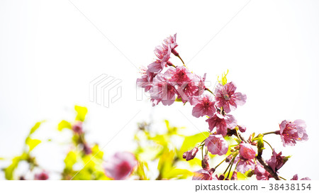 櫻花 櫻花 38438154