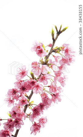 櫻花 櫻花 38438155