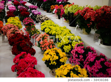 Colourful Flowers Colourful Flowers 38438166