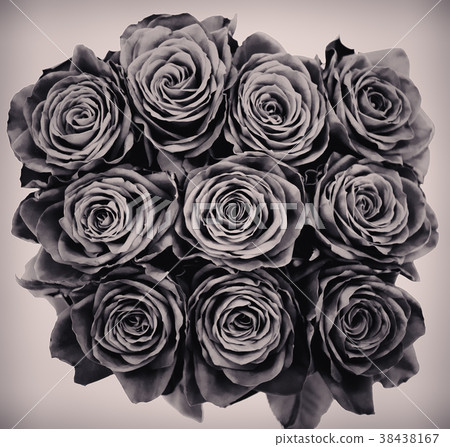 Roses in Black and White Roses in Black and White 38438167