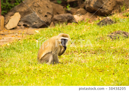 Vervet monkey sitting on a rock in the savannah Vervet monkey sitting on a rock in the savannah 38438205