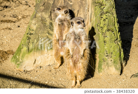Alert meerkat ,Suricata suricatta, standing on Alert meerkat ,Suricata suricatta, standing on 38438320