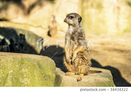 Alert meerkat ,Suricata suricatta, standing on 38438322
