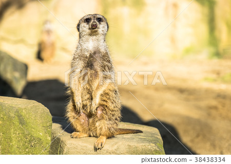 Alert meerkat ,Suricata suricatta, standing on 38438334