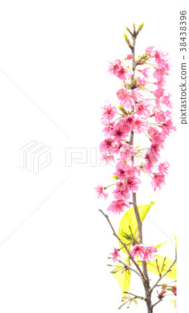 Cherry blossoms Cherry blossoms 38438396
