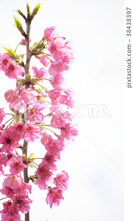Cherry blossoms Cherry blossoms 38438397