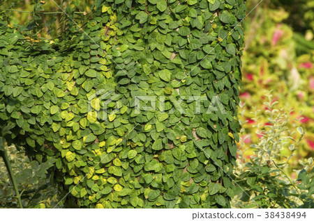 Climbing plant, trunk, climbing vine, growing, green, garden, planting, garden, plant, leaf, special Climbing plant, trunk, climbing vine, growing, green, garden, planting, garden, plant, leaf, special 38438494
