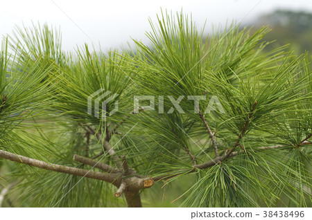 Pine, pine, growing, green, garden, planting, garden, plant, leaf 38438496