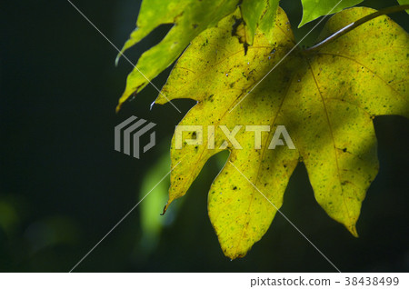 樹葉,油桐樹葉,生長,綠色,庭院,種植,花園,植物,葉子 38438499