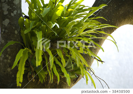 樹,蕨類,生長,綠色,庭院,種植,花園,植物,葉子 38438500