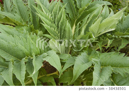 明日葉,藥草植物,草藥,綠色,庭院,種植,花園,植物,葉子,特別的 38438501