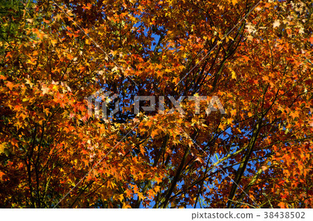楓樹,楓葉,楓紅,秋,紅色,庭院,種植,花園,植物,葉子 楓樹,楓葉,楓紅,秋,紅色,庭院,種植,花園,植物,葉子 38438502